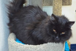 Picture of Smokey