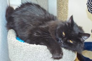 Picture of Smokey