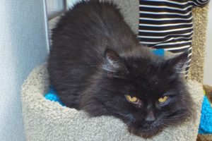 Picture of Smokey