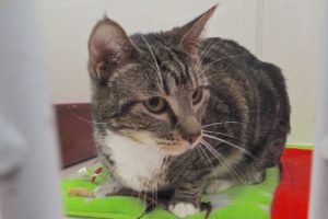 Picture of Tinkerbell