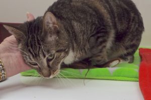 Picture of Tinkerbell