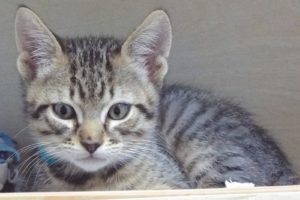 Picture of Zuko