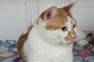 Picture of Bart