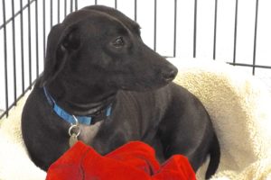 Picture of Beanie