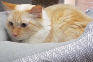 Picture of Boo
