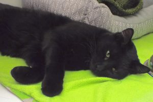 Picture of Boots