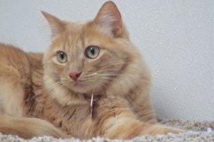 Picture of Buddy