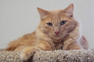 Picture of Buddy