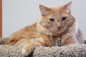 Picture of Buddy