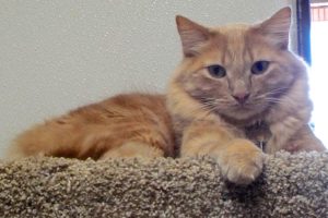 Picture of Buddy