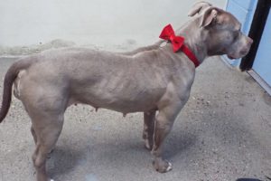 Picture of Dixie