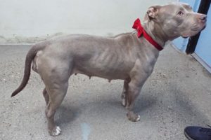 Picture of Dixie