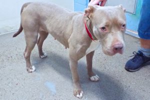 Picture of Dixie