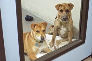 Picture of Dollie