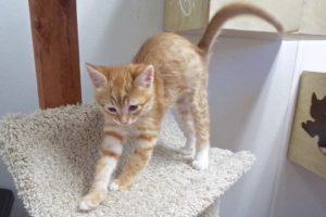Picture of Golden