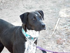 Picture of June Bug