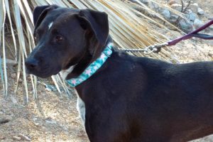 Picture of June Bug