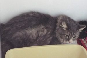 Picture of Luna