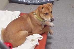 Picture of Mollie