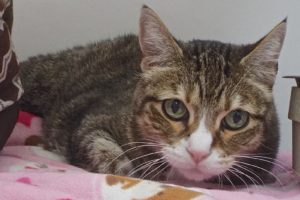 Picture of Mr. Boots