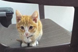 Picture of Mushy