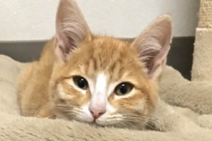 Picture of Mushy