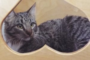 Picture of Playmate