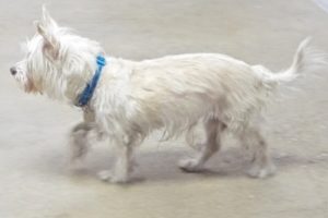 Picture of Poppy