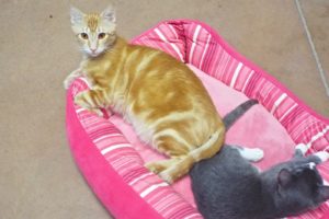 Picture of Punkin