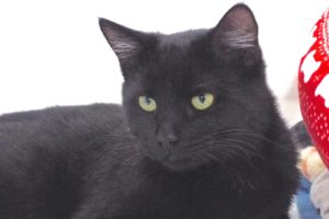 Picture of Puss