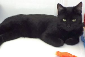 Picture of Puss
