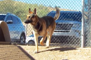 Picture of Ranger