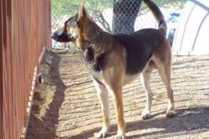 Picture of Ranger