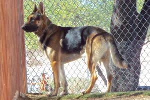Picture of Ranger