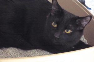 Picture of Rhumba