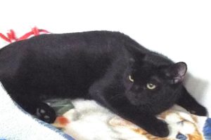 Picture of Salsa