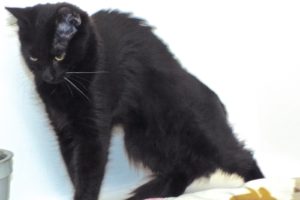 Picture of Samba