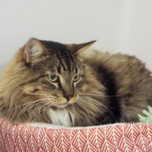 Picture of Shazam