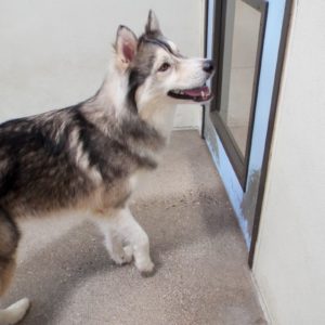 Picture of Taz