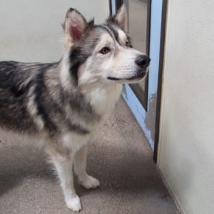 Picture of Taz
