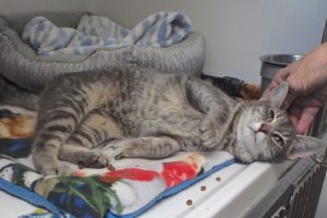 Picture of Tigger