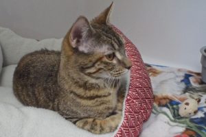 Picture of Whimsey