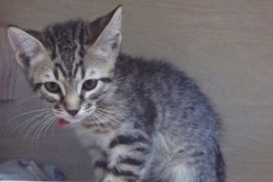 Picture of Ziba