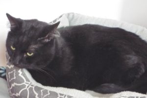Picture of BlackJack