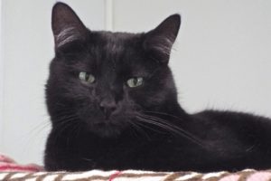 Picture of BlackJack