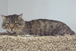 Picture of Bongo