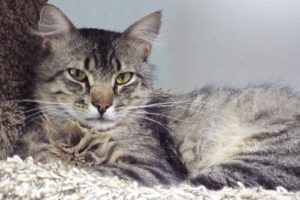 Picture of Bongo