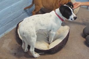 Picture of Clover
