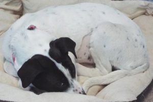 Picture of Clover