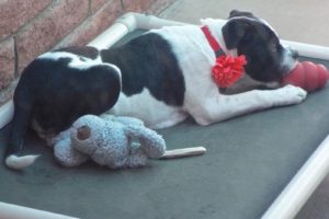 Picture of Daisy